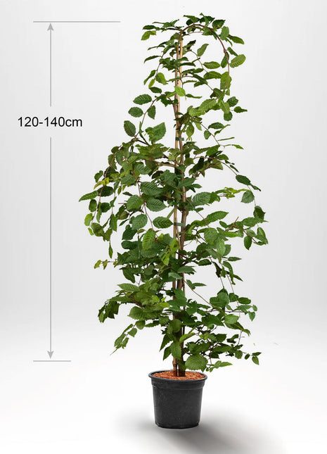 Agnbök, Krukad 120-140 cm Co 5-10