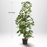 Agnbök, Krukad 120-140 cm Co 5-10
