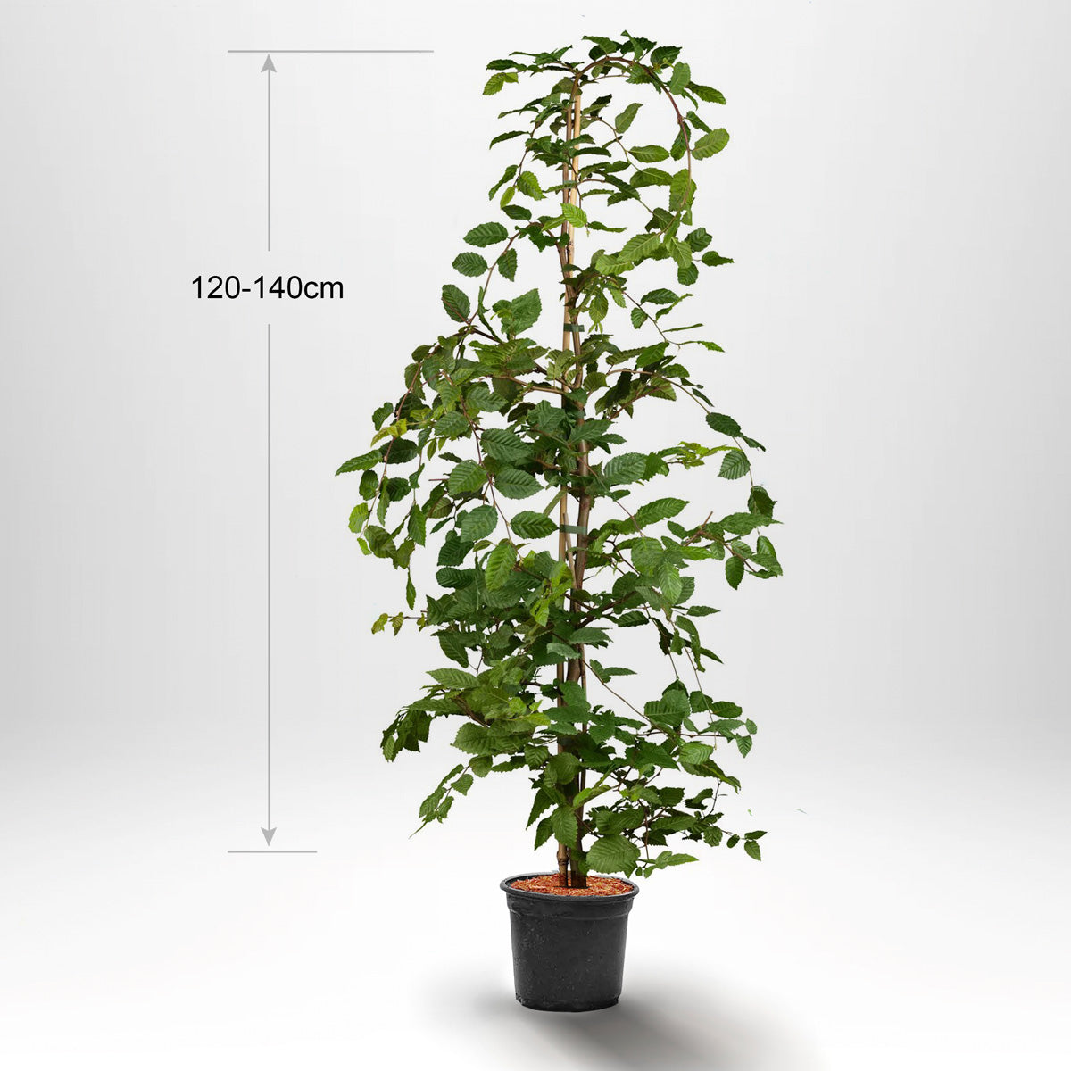 Agnbök, Krukad 120-140 cm Co 5-10