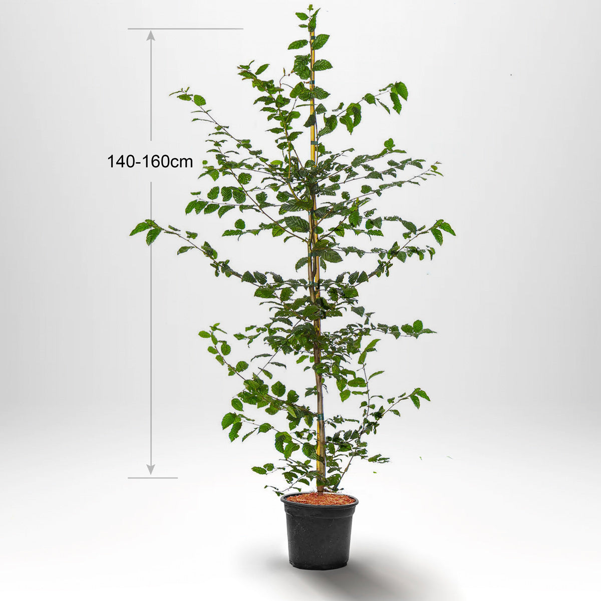 Agnbök, Krukad 140-160cm Co 5-10