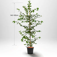 Agnbök, Krukad 140-160cm Co 5-10