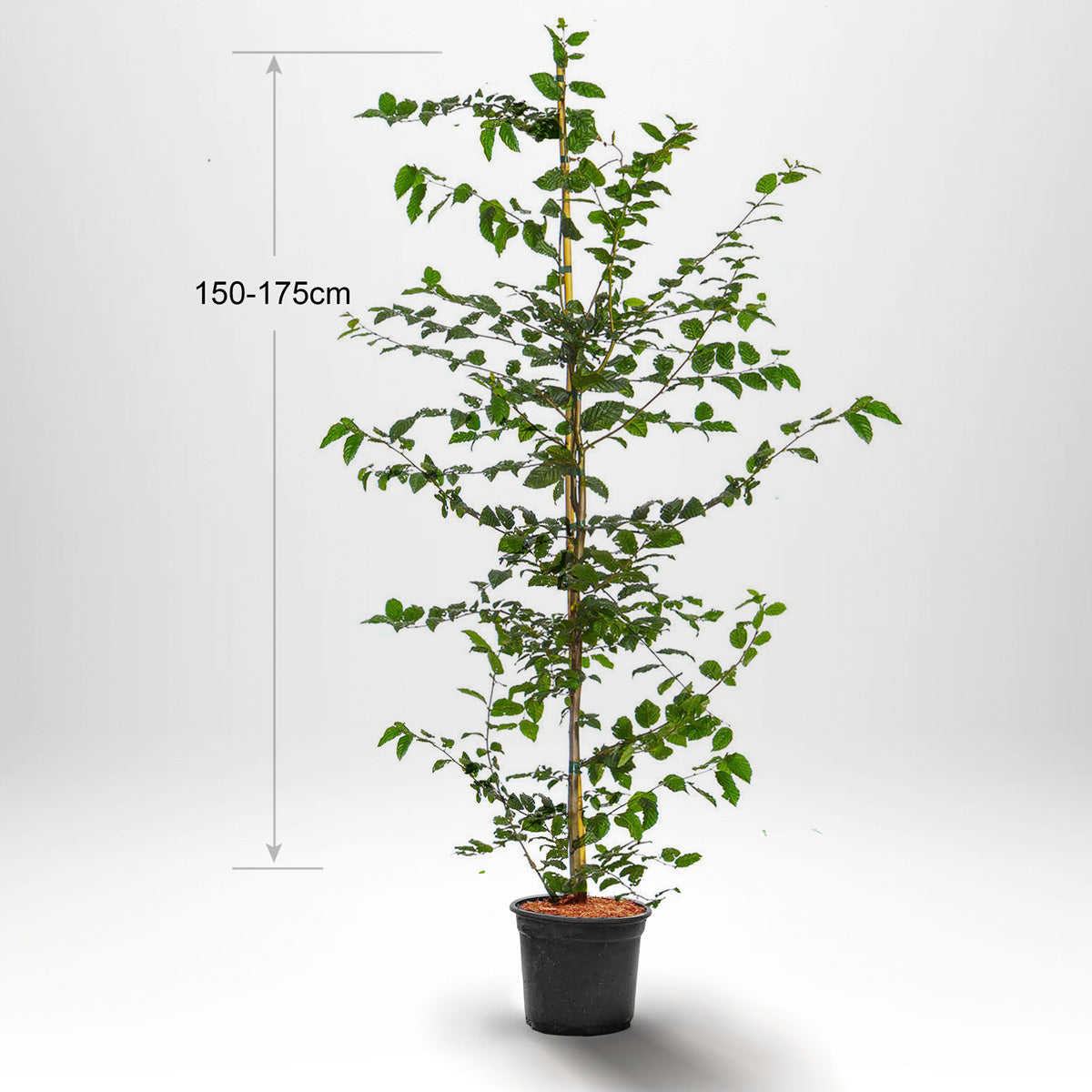 Agnbök, Krukad 150-175 cm Co 5-10