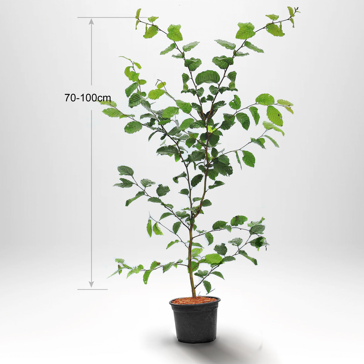 Agnbök, Krukad 70-100 cm Co 2-3