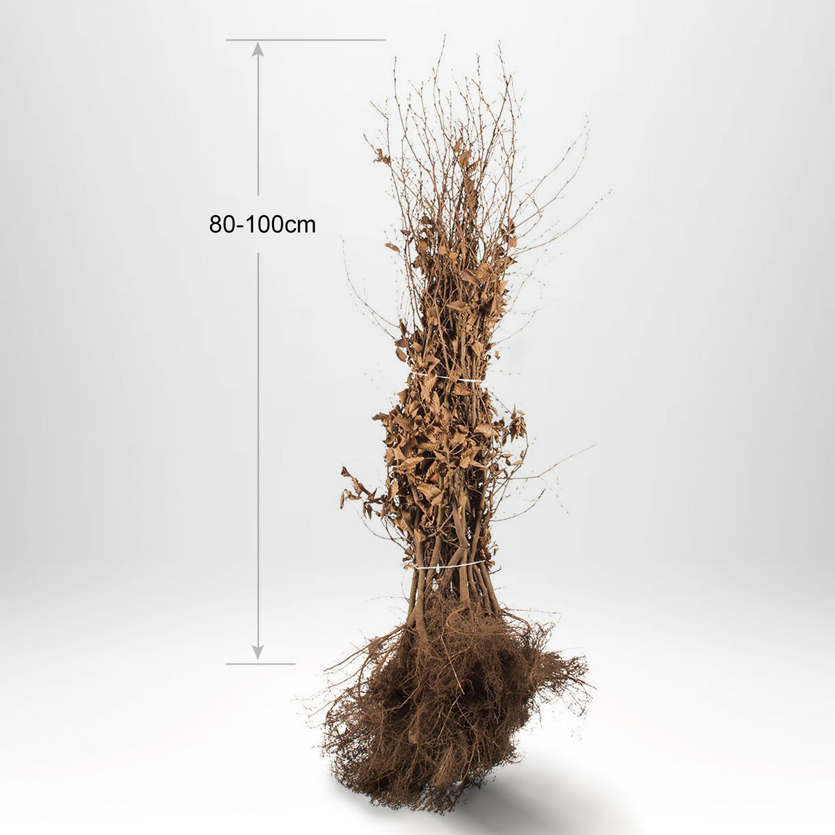 Carpinus bok "Carpinus betulus" 80-100 cm, Barrot - Per planta