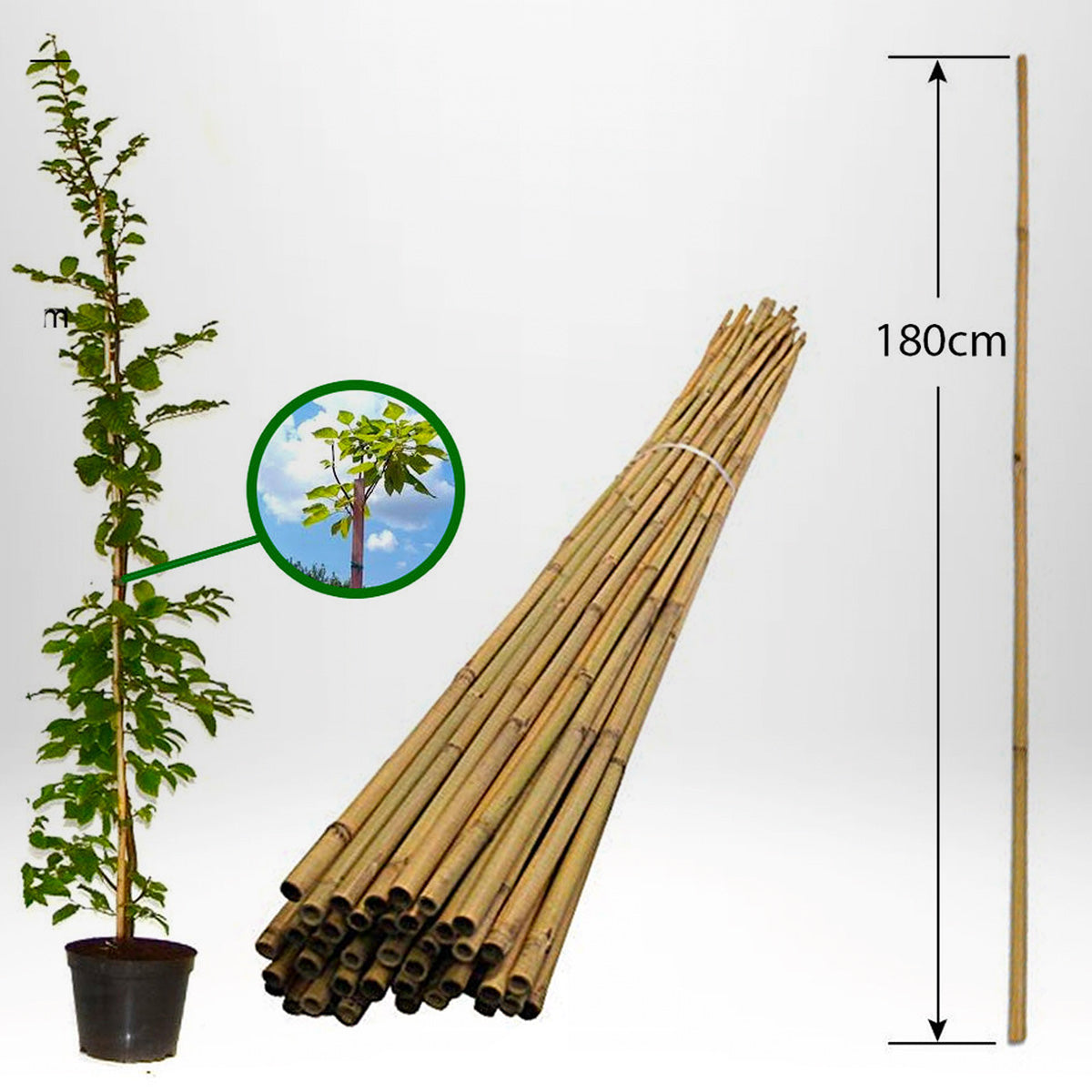 Bambusticka för stöd - 180cm 6/12mm