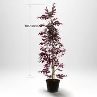 Blodbok, krukväxt 100-120 cm med bambustöd - Co 5