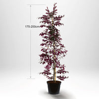 Blodbok, krukväxt 175-200 cm med bambustöd - Co 5