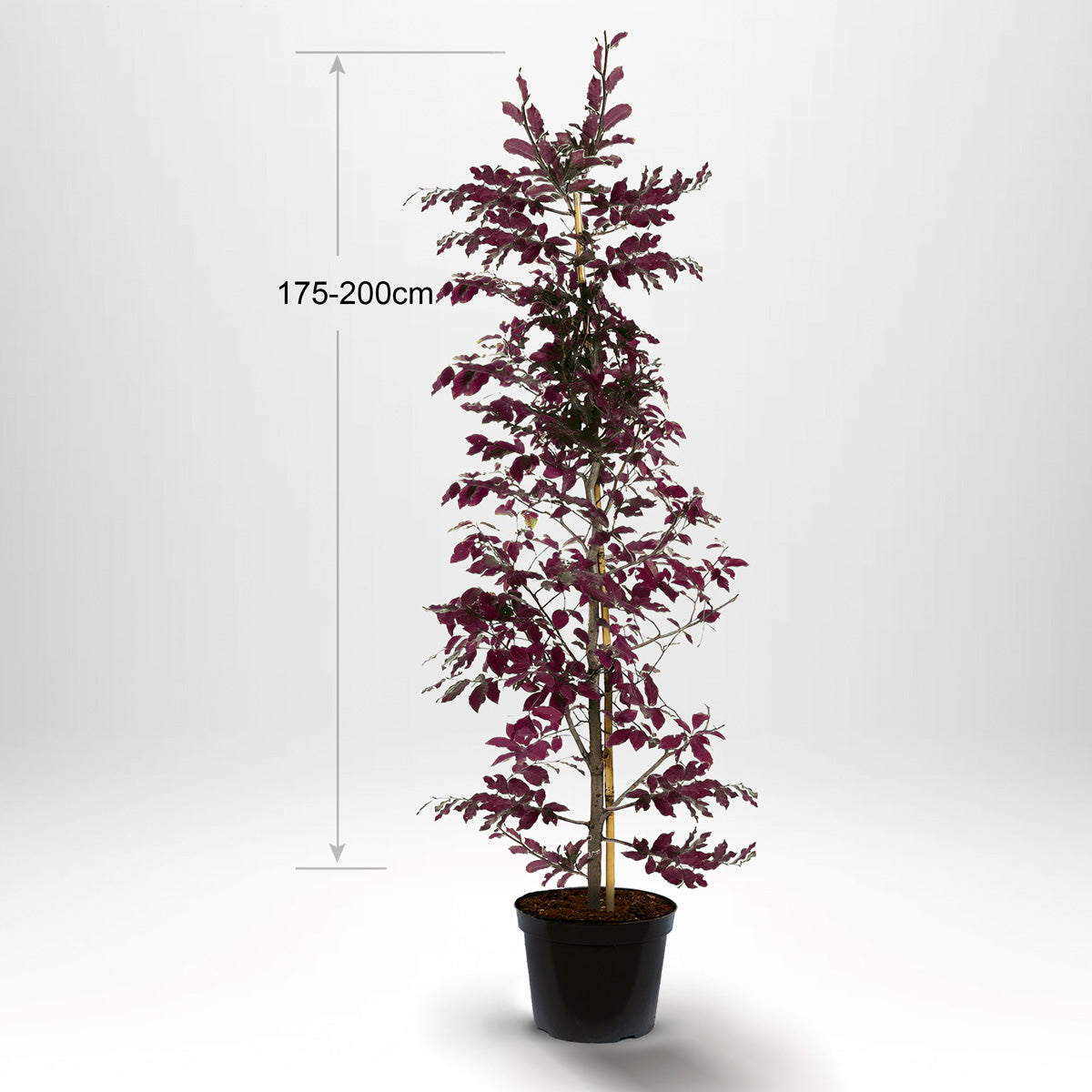 Blodbok, krukväxt 175-200 cm med bambustöd - Co 5