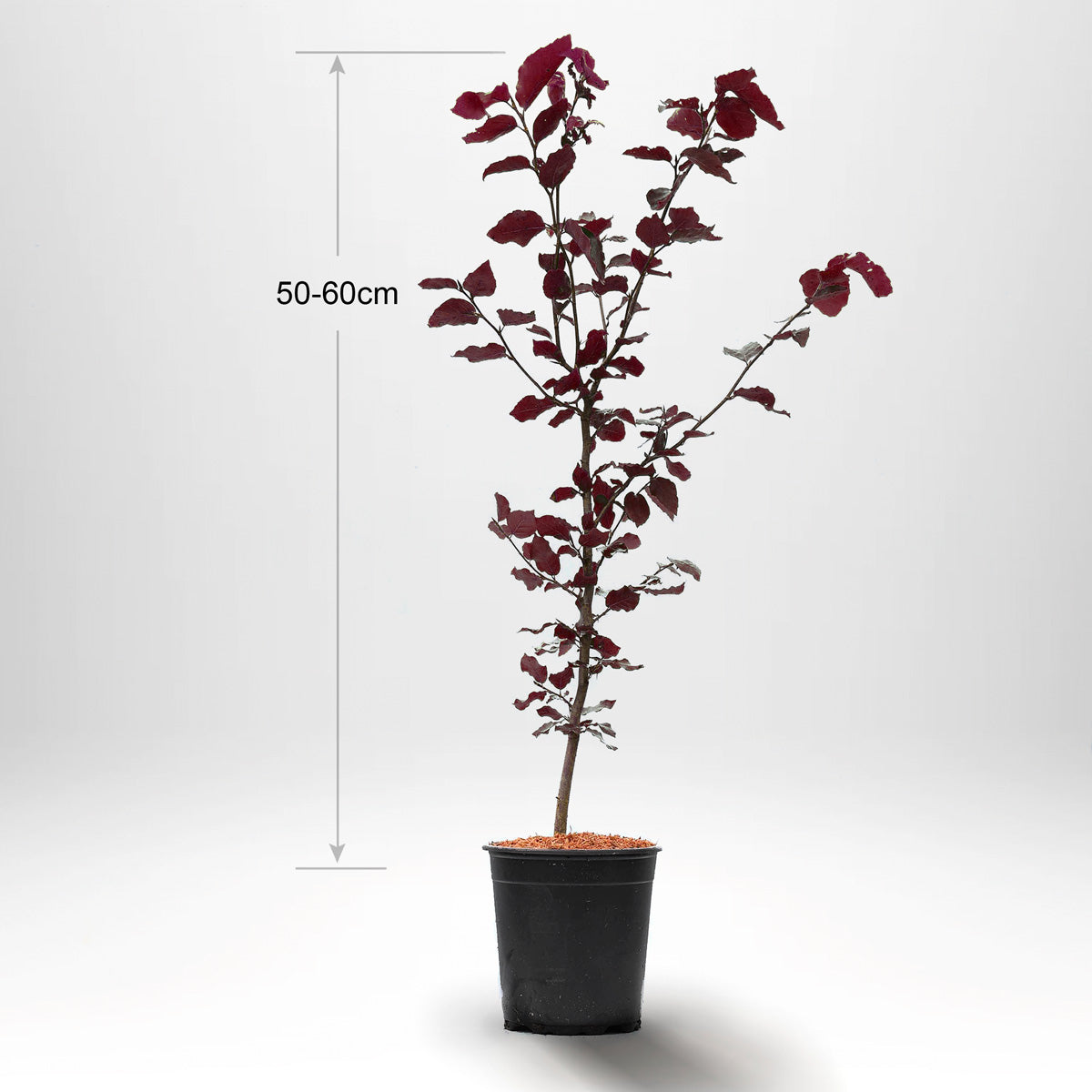 Blodbok, Krukad 40-60 cm med bambustöd - Co 2-3