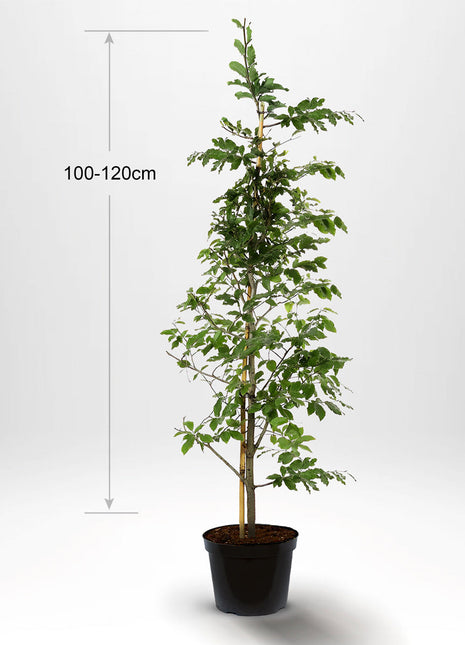 Bok, krukväxt, 100-120 cm med stöd, Co 5-10