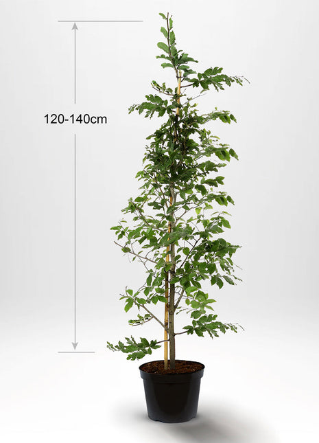 Bok, krukväxt, 120-140 cm med stöd, Co 5-10