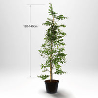 Bok, krukväxt, 120-140 cm med stöd, Co 5-10