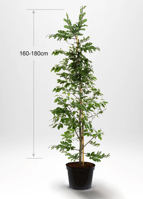 Bok, krukväxt, 160-180 cm med stöd, Co 10