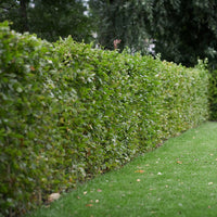 Bok - Fagus sylvatica, 100-120 cm - Barrot - 25 Pack - Fri frakt 