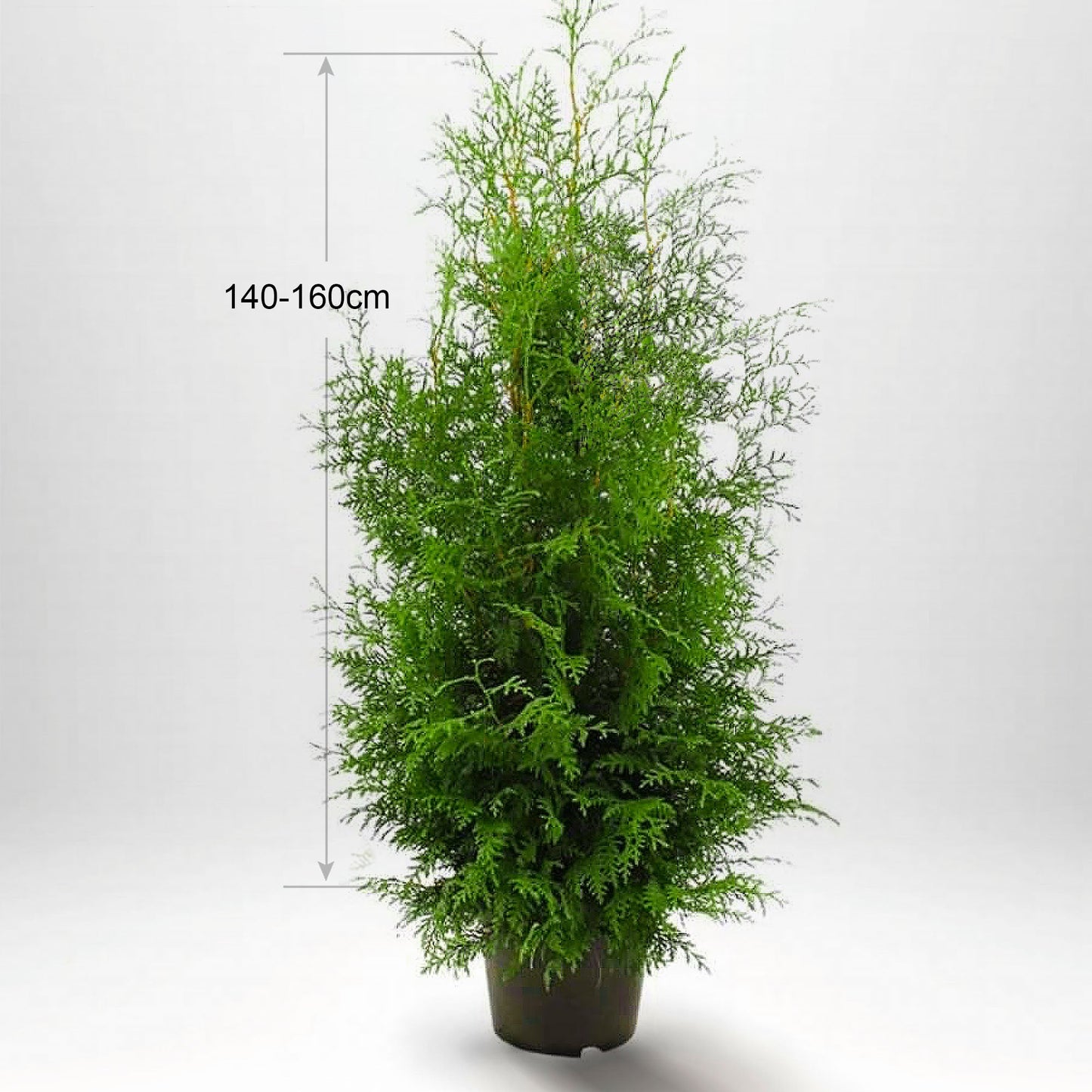 Thuja Brabant, 140-160+ cm, Pottedyrket 10 L, Kvalitet: Kvalitet A