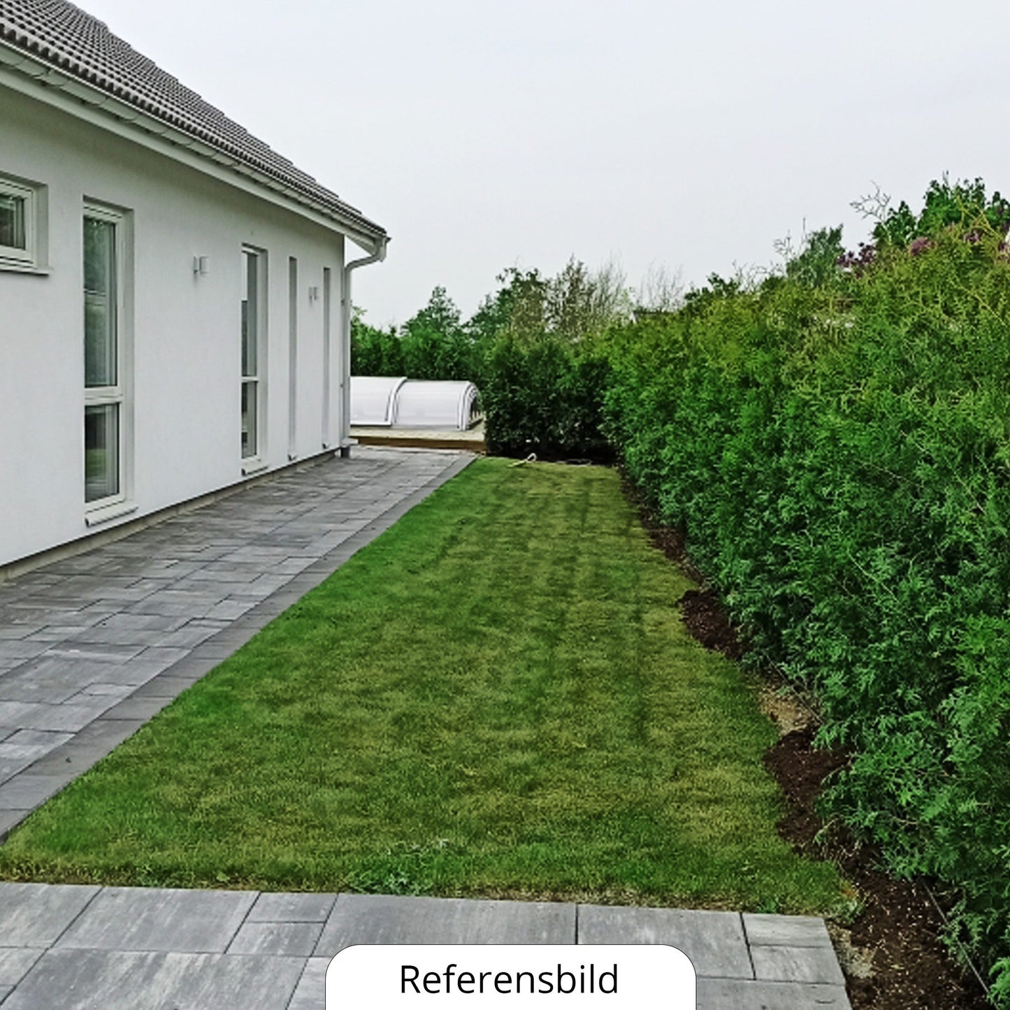 Häck som insynsskydd, thuja