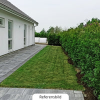Häck som insynsskydd, thuja