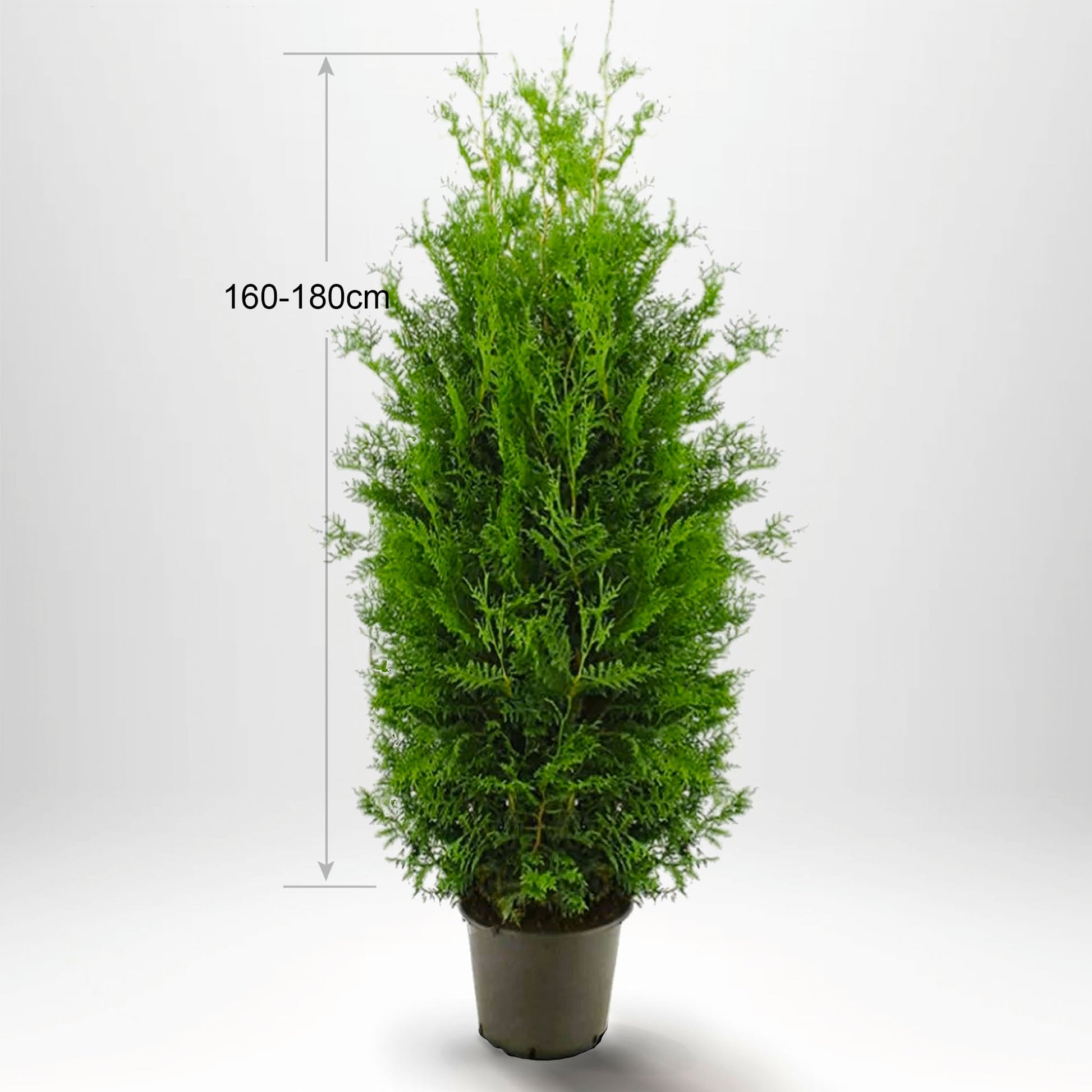 Köp thuja Brabant till häck