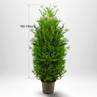 Köp thuja Brabant till häck