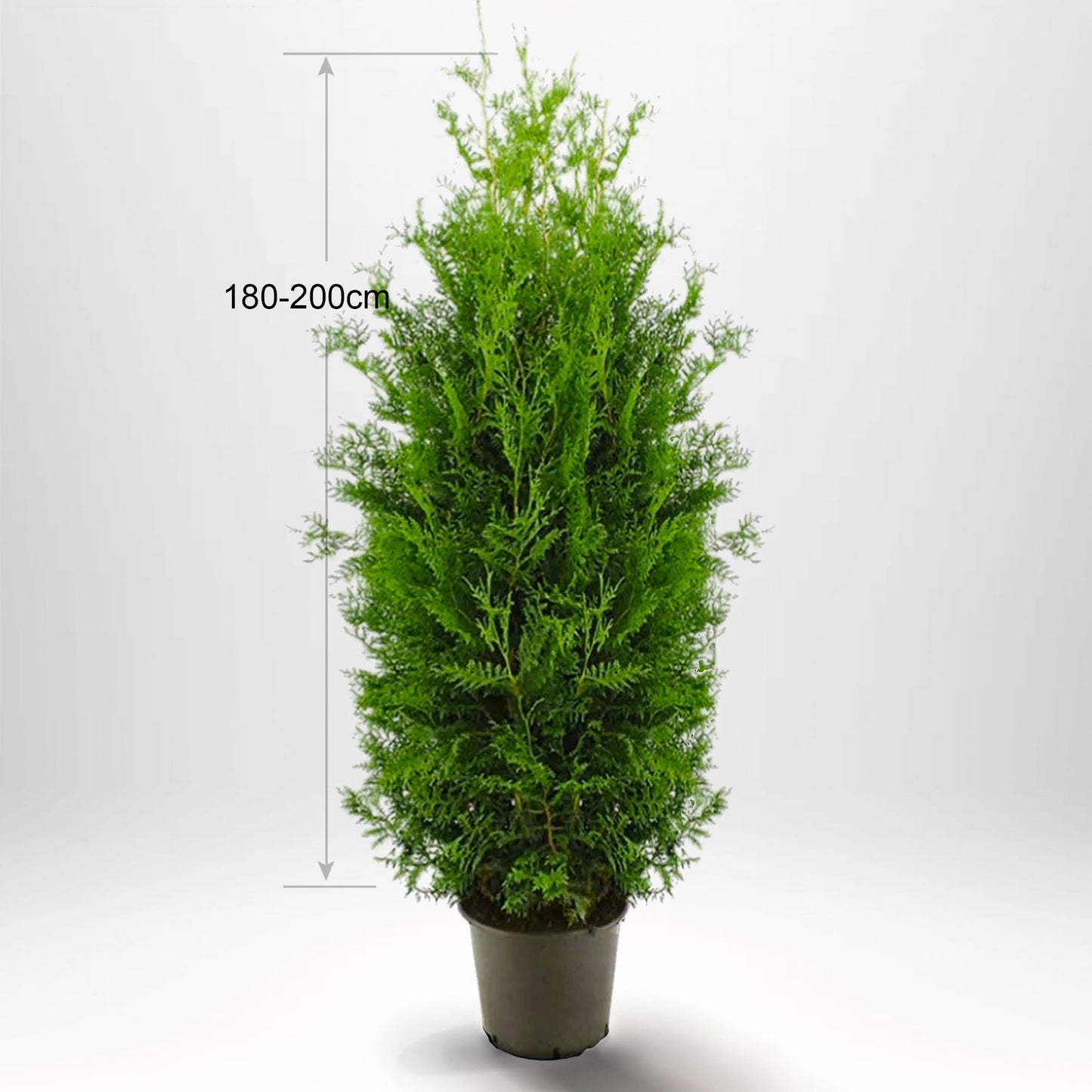 Thuja brabant häck, stor