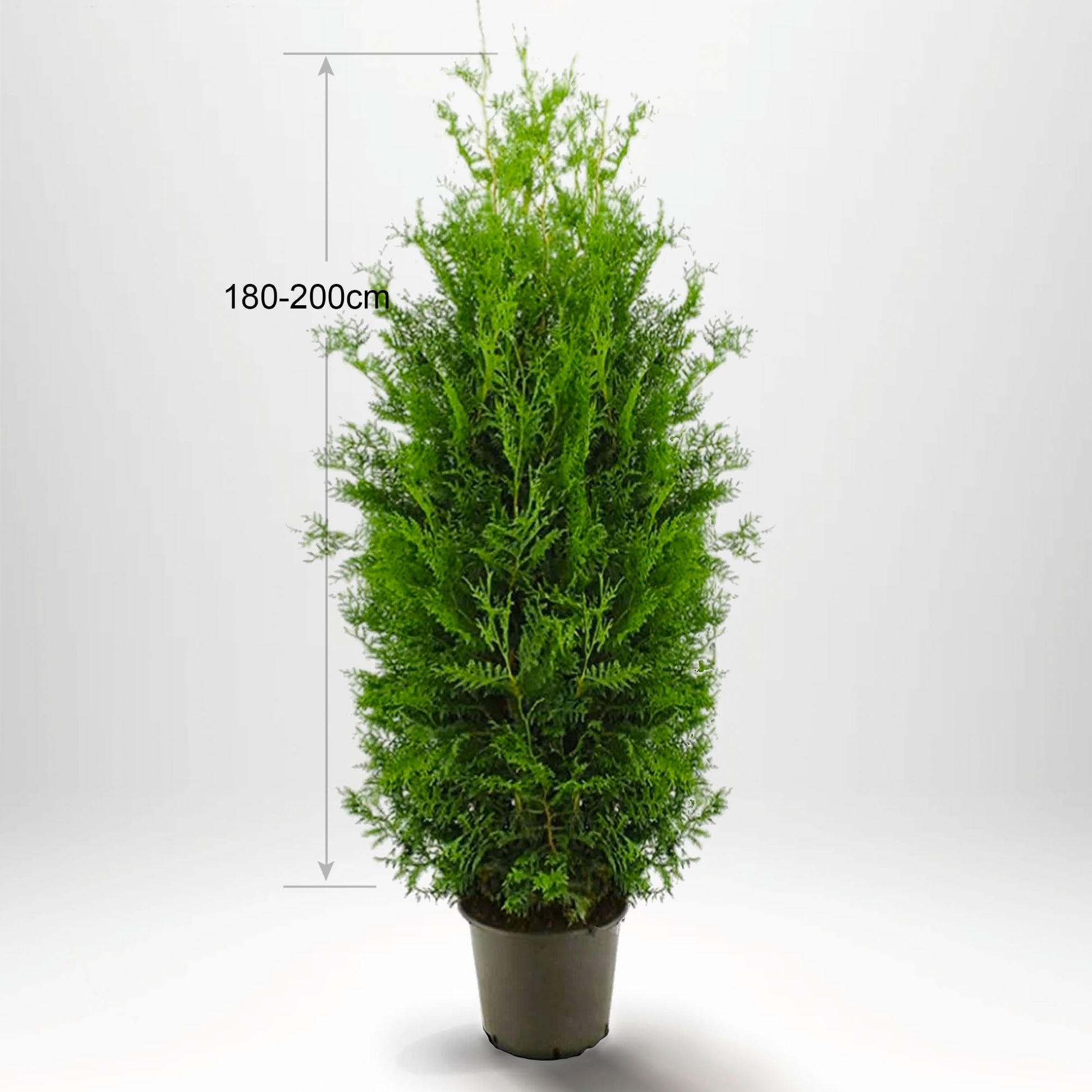 Thuja brabant häck, stor