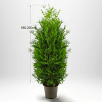 Thuja brabant häck, stor