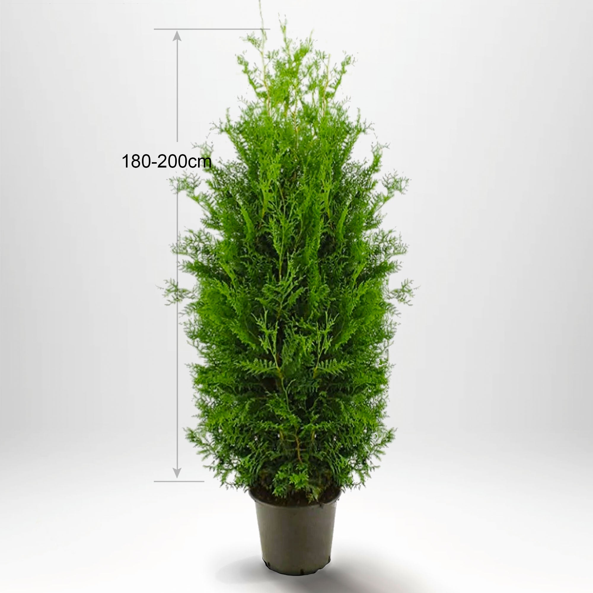 Thuja brabant häck, stor