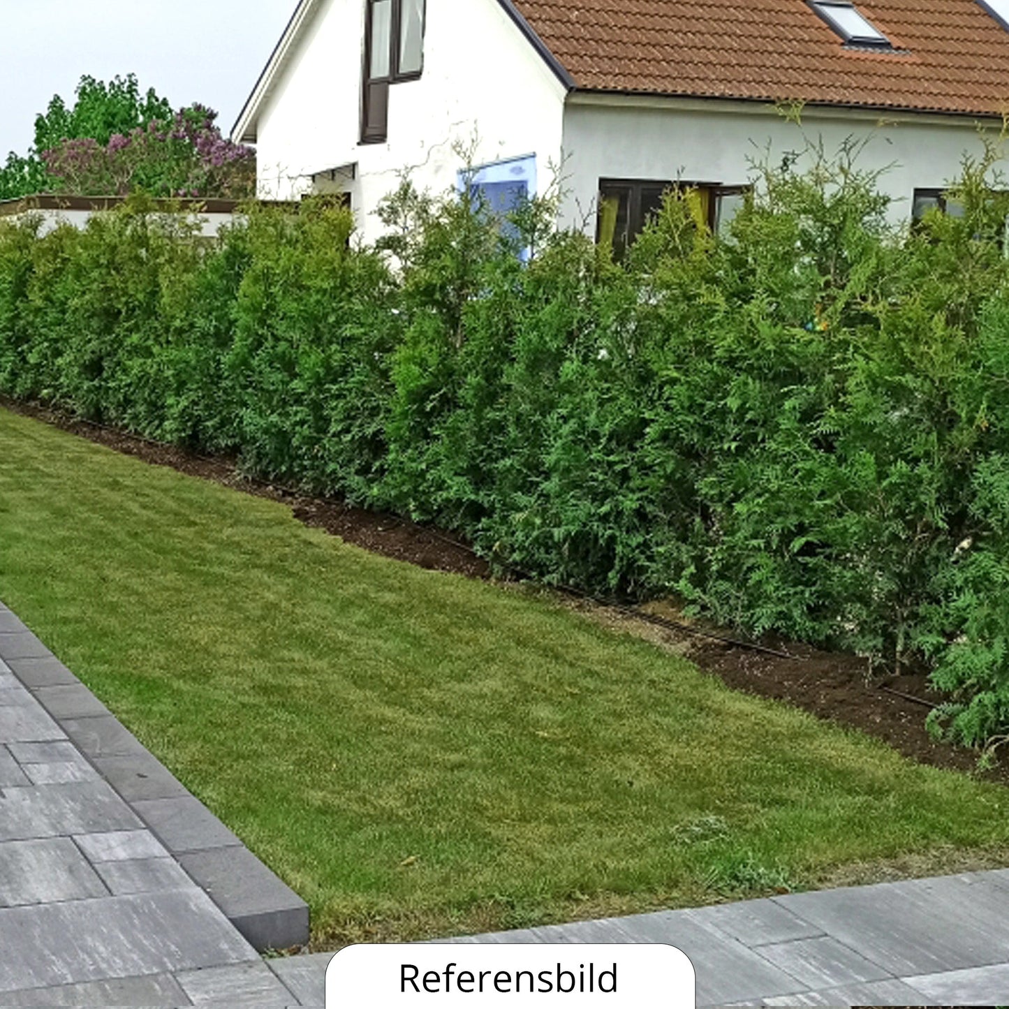 Thuja Brabant 180-200+ cm, Pottedyrket 12 L, Kvalitet: Landscape Q