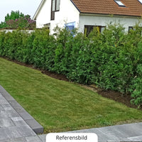 Thuja Brabant 180-200+ cm, Pottedyrket 12 L, Kvalitet: Landscape Q