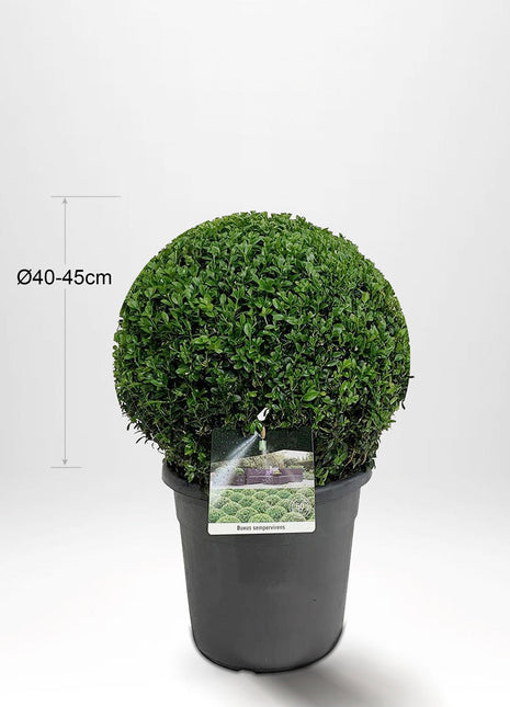 2-pack Buxbom, Kula Ø40-45cm - Fri frakt 