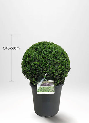 2 pakke Buksbom, Kule Ø45-50cm - Gratis frakt