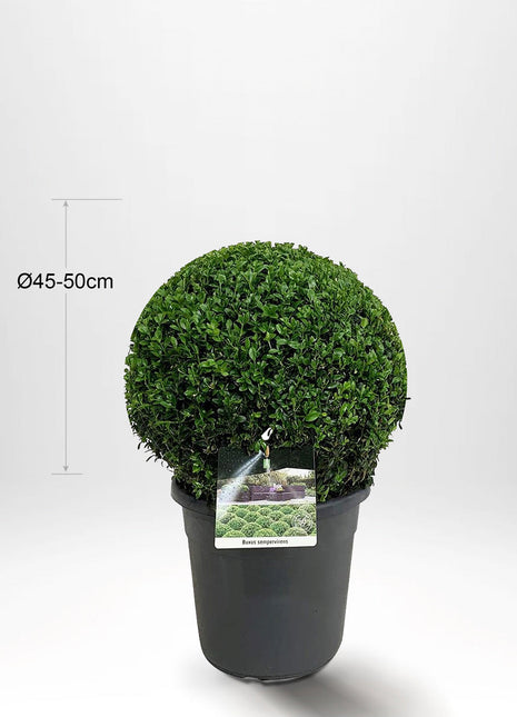 2-pack Buxbom, Kula Ø45-50cm - Fri frakt 