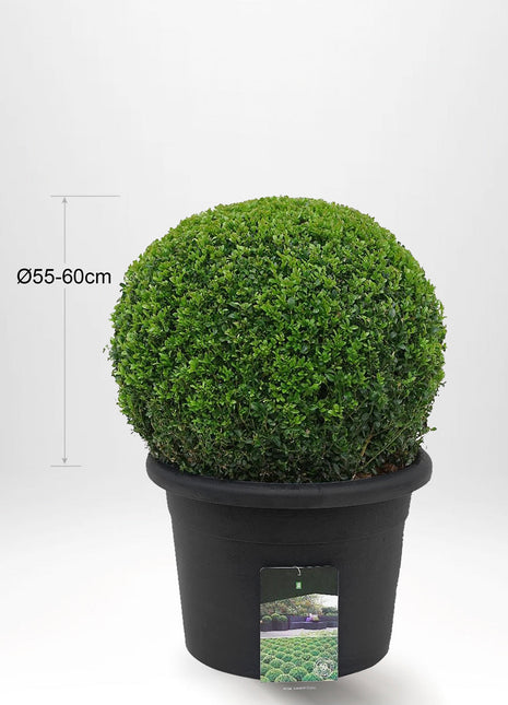 Buxbomboll Ø55-60cm - Krukstorlek 40 L - XL - Fri frakt 