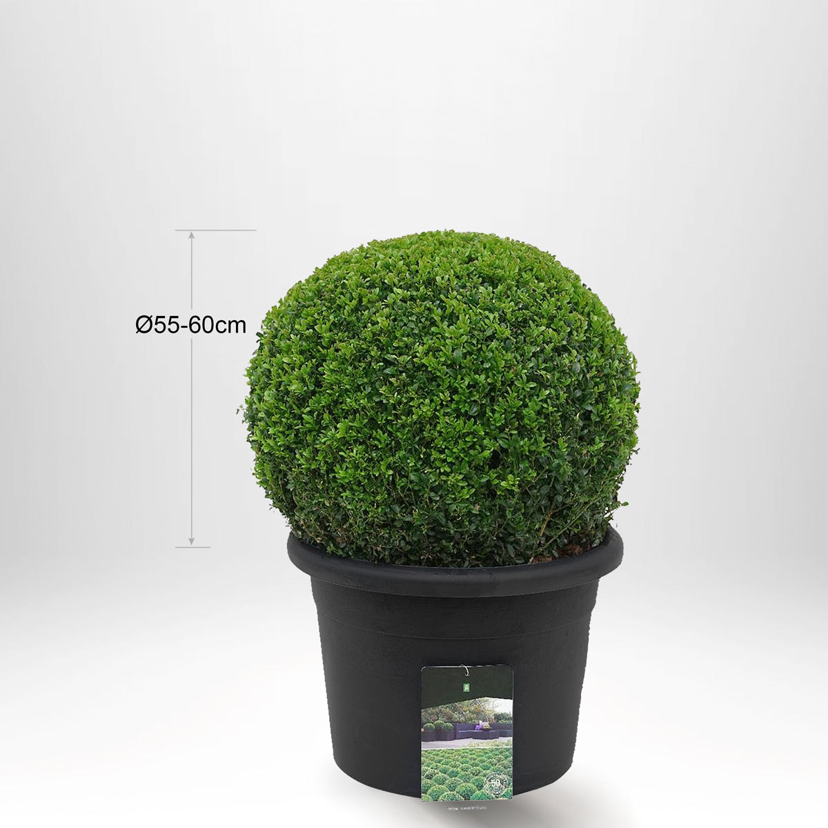 Buxbomboll Ø55-60cm - Krukstorlek 40 L - XL - Fri frakt 