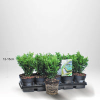 100 st Buxbom - Buxus Sempervirens, 12-15 cm P9 - Fri frakt 