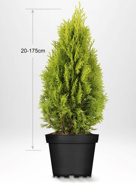 Thuja Golden Smaragd, 20-175 cm, Kvalitet: Landskapskvalitet