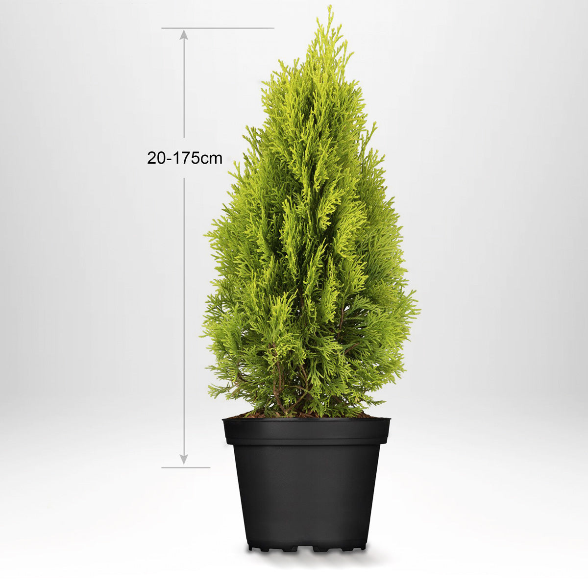 Thuja Golden Smaragd, 20-175 cm, Kvalitet: Landscape Quality
