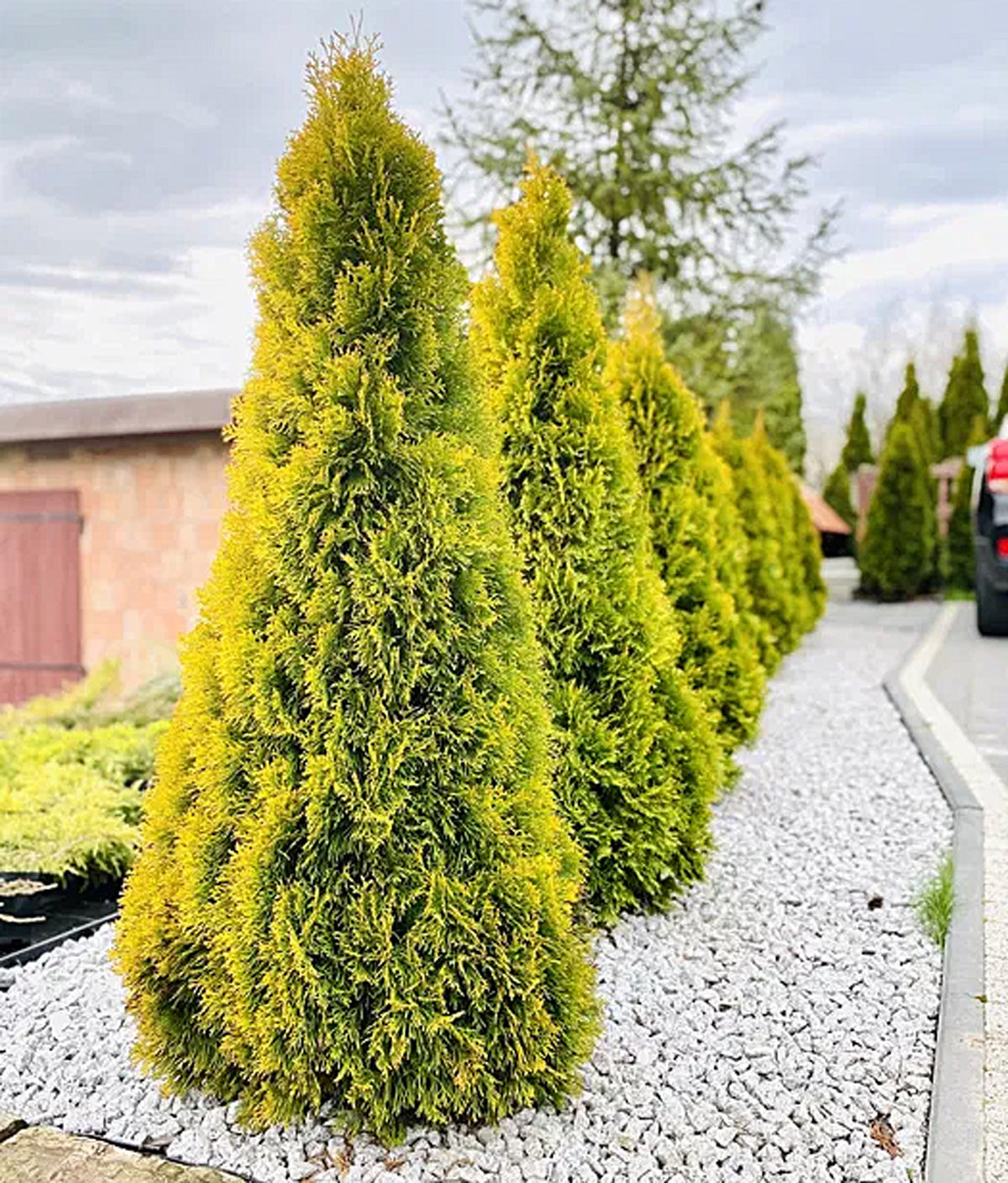 Thuja Golden Smaragd, 20-175 cm, Kvalitet: Landscape Quality