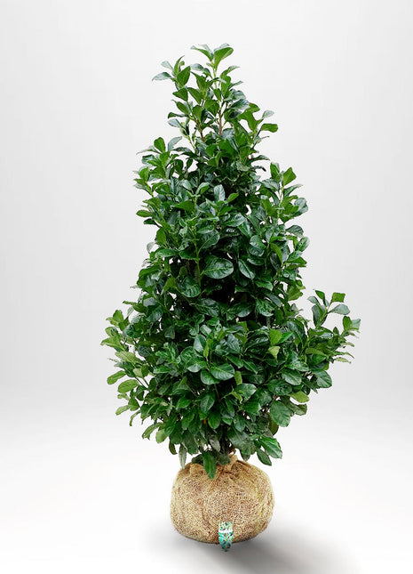 Laurel Etna RB - Prunus laurocerasus - Rotklump