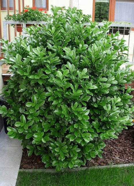 Laurel Etna RB - Prunus laurocerasus - Rotklump