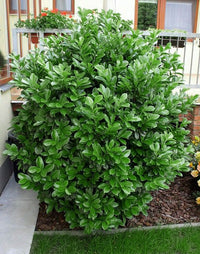 Laurel Etna RB - Prunus laurocerasus - Rotklump