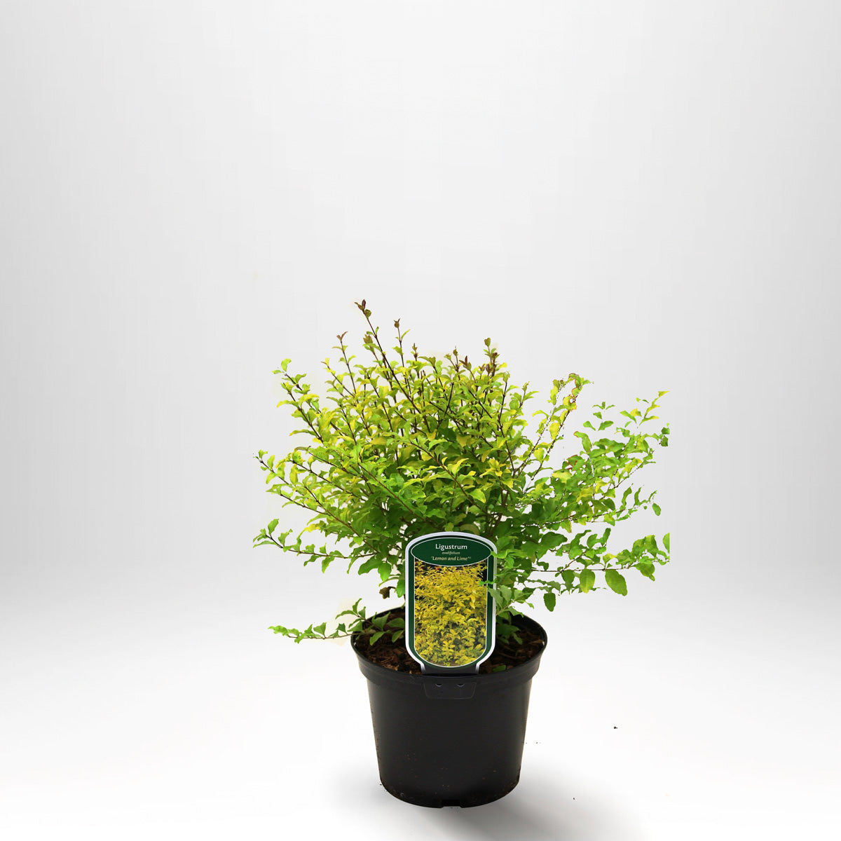 Liguster Citron &amp; Lime - 50-60 cm - Co 4 - 18 pack - Fri frakt
