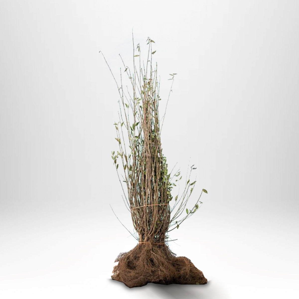 Liguster - Ligustrum Ovalifolium, 60-100 cm - Barrot - 25 Pack - Fri frakt 