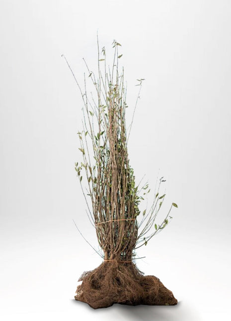 Liguster - Ligustrum vulg. Atrovirens, 60-100 cm - Barrot - 25 Pack - Fri frakt 