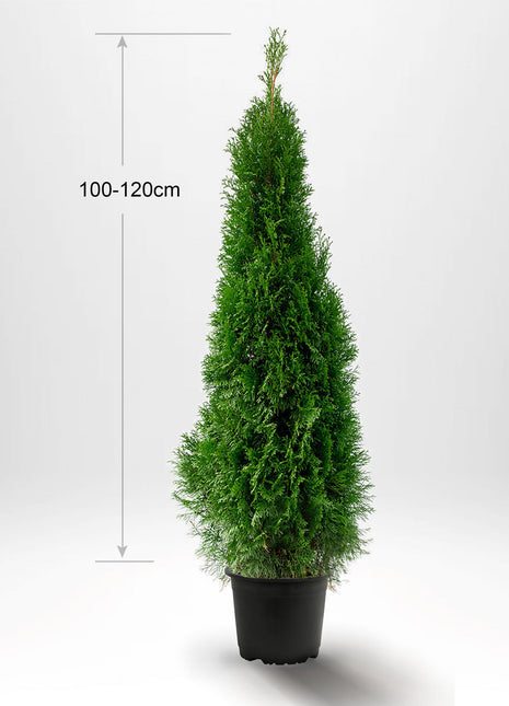Thuja Smaragd 100-120 cm, Grytbehållare 5L, Kvalitet: Landskapskvalitet