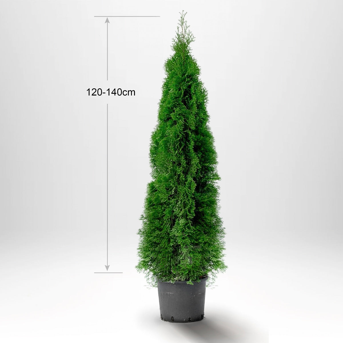 Thuja Smaragd 120-140 cm, Pottedyrket 5L, Kvalitet: Landscape Quality