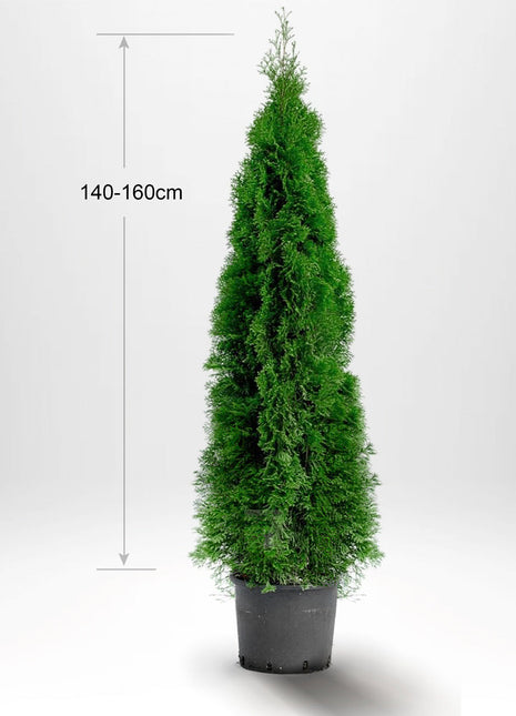 Thuja Smaragd 140-160 cm, Grytfat 12L, Kvalitet: Landskapskvalitet