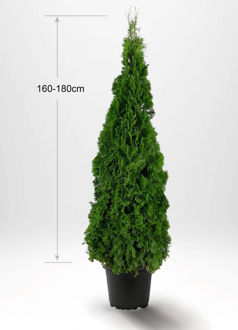 Thuja Smaragd 160-180 cm, Grytfat 12L, Kvalitet: Landskapskvalitet