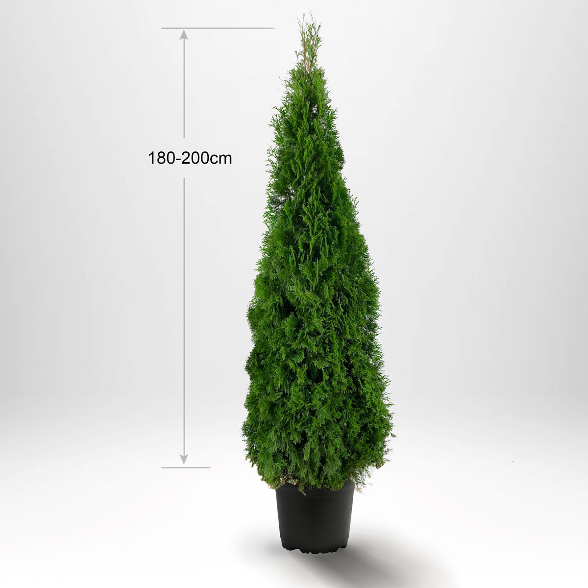 Thuja Smaragd 180-200 cm, Pottedyrket 12-20L, Kvalitet: Landscape Quality XXL
