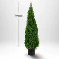 Thuja Smaragd 180-200 cm, Pottedyrket 12-20L, Kvalitet: Landscape Quality XXL